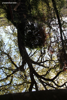 Querce sant Anna